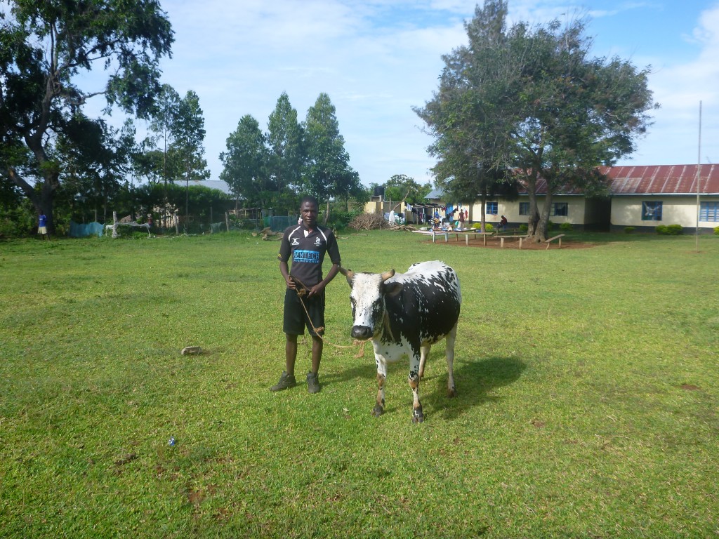 Colin and the Cow