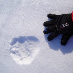 polar bear footprint